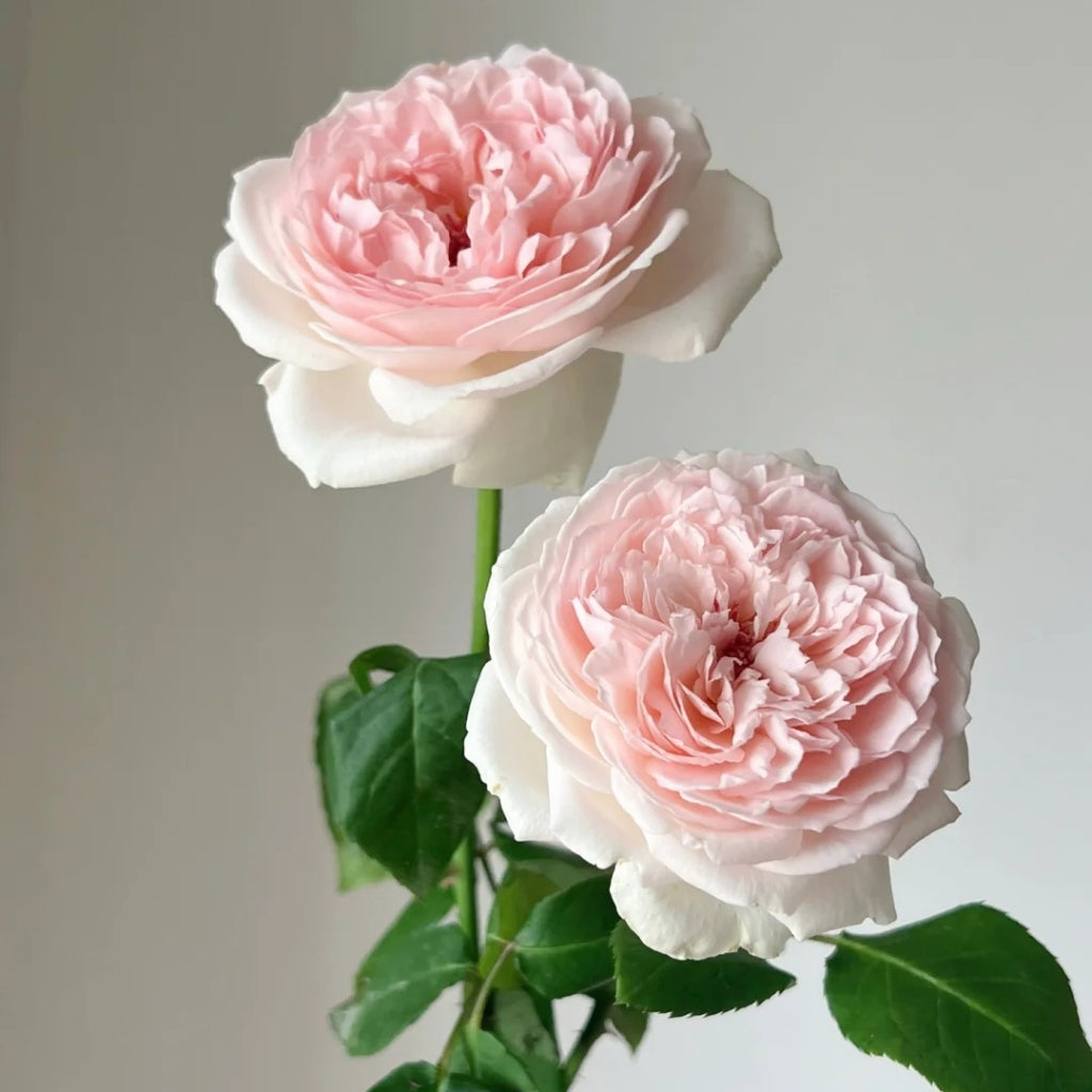 Kyouka  Rose