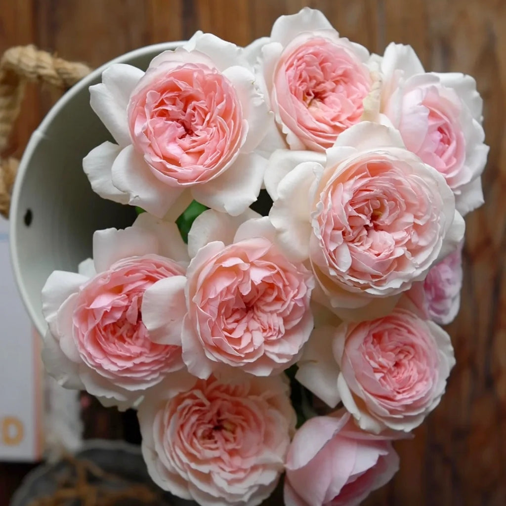 Kyouka  Rose