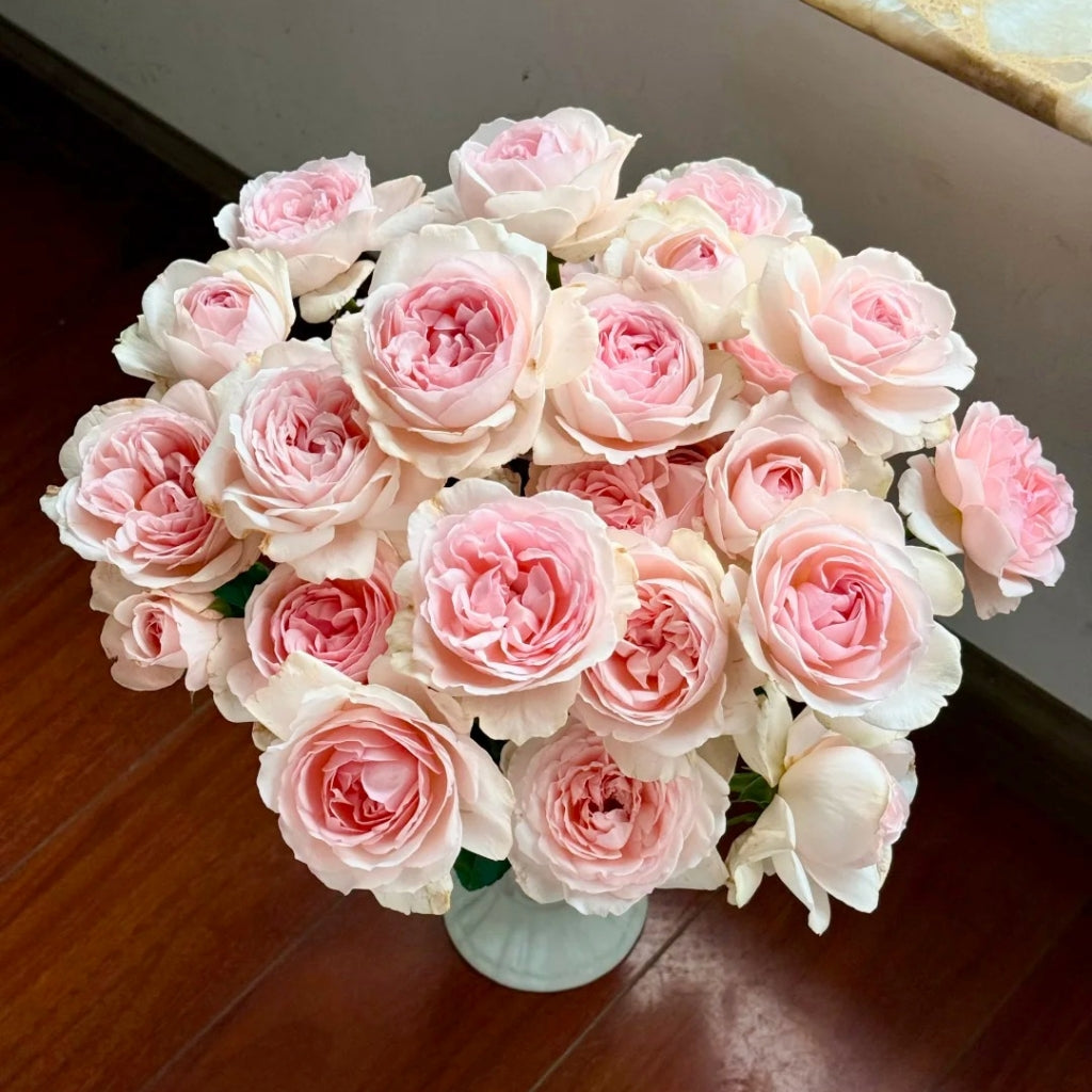 Kyouka  Rose