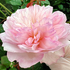 L'anamour Rose
