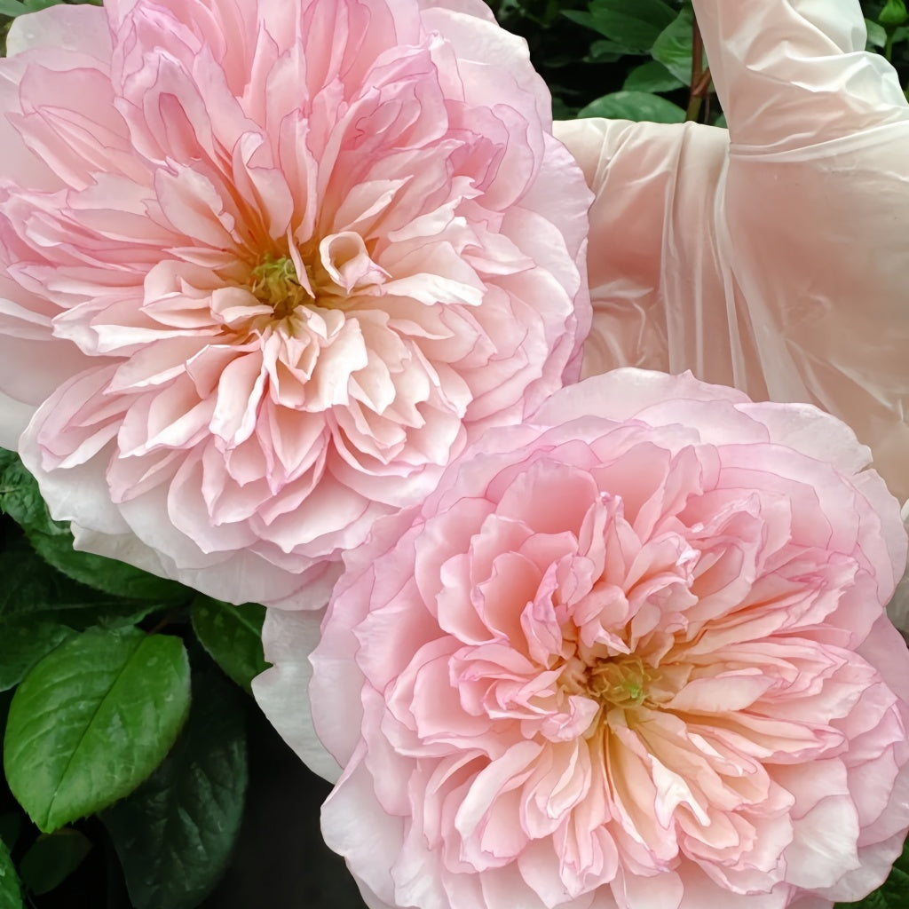 L'anamour Rose