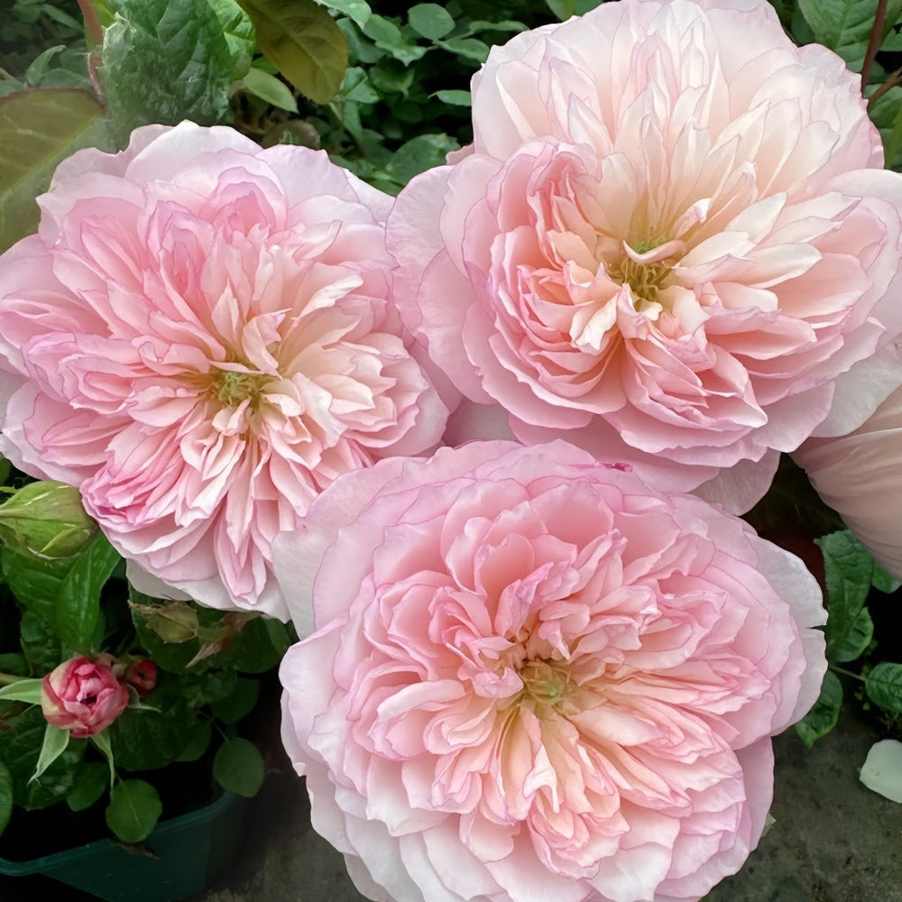 L'anamour Rose