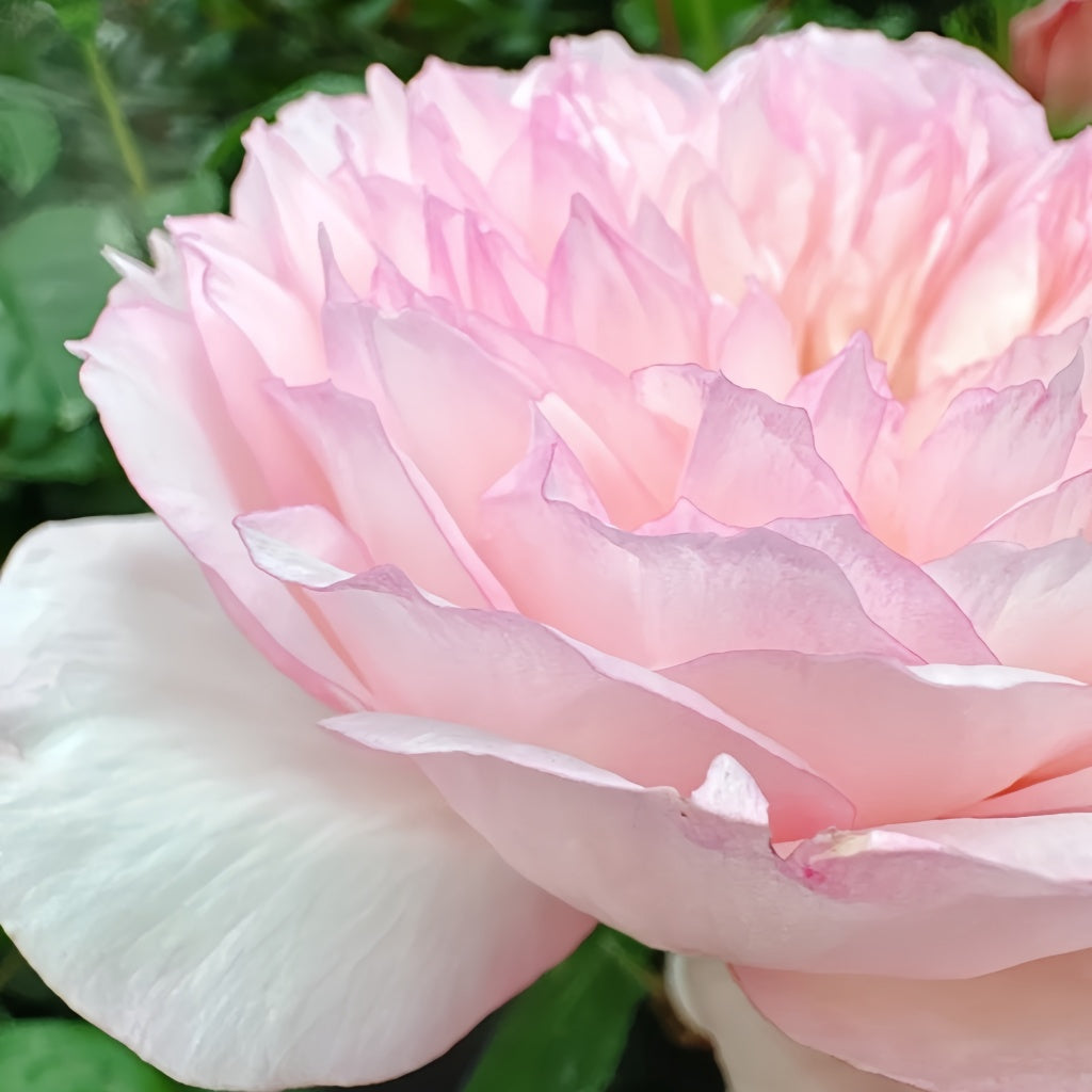 L'anamour Rose