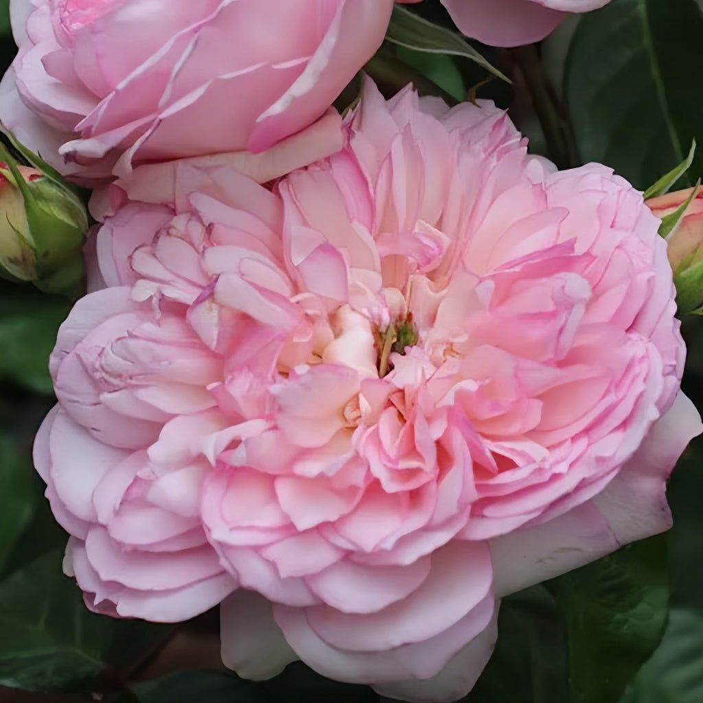 L'anamour Rose