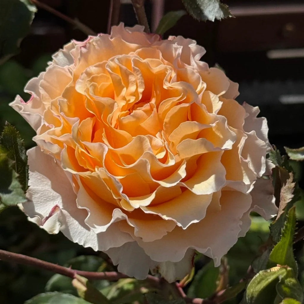 La Campanella Rose
