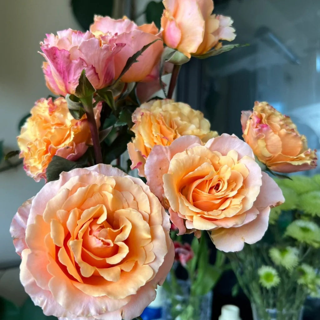 La Campanella Rose