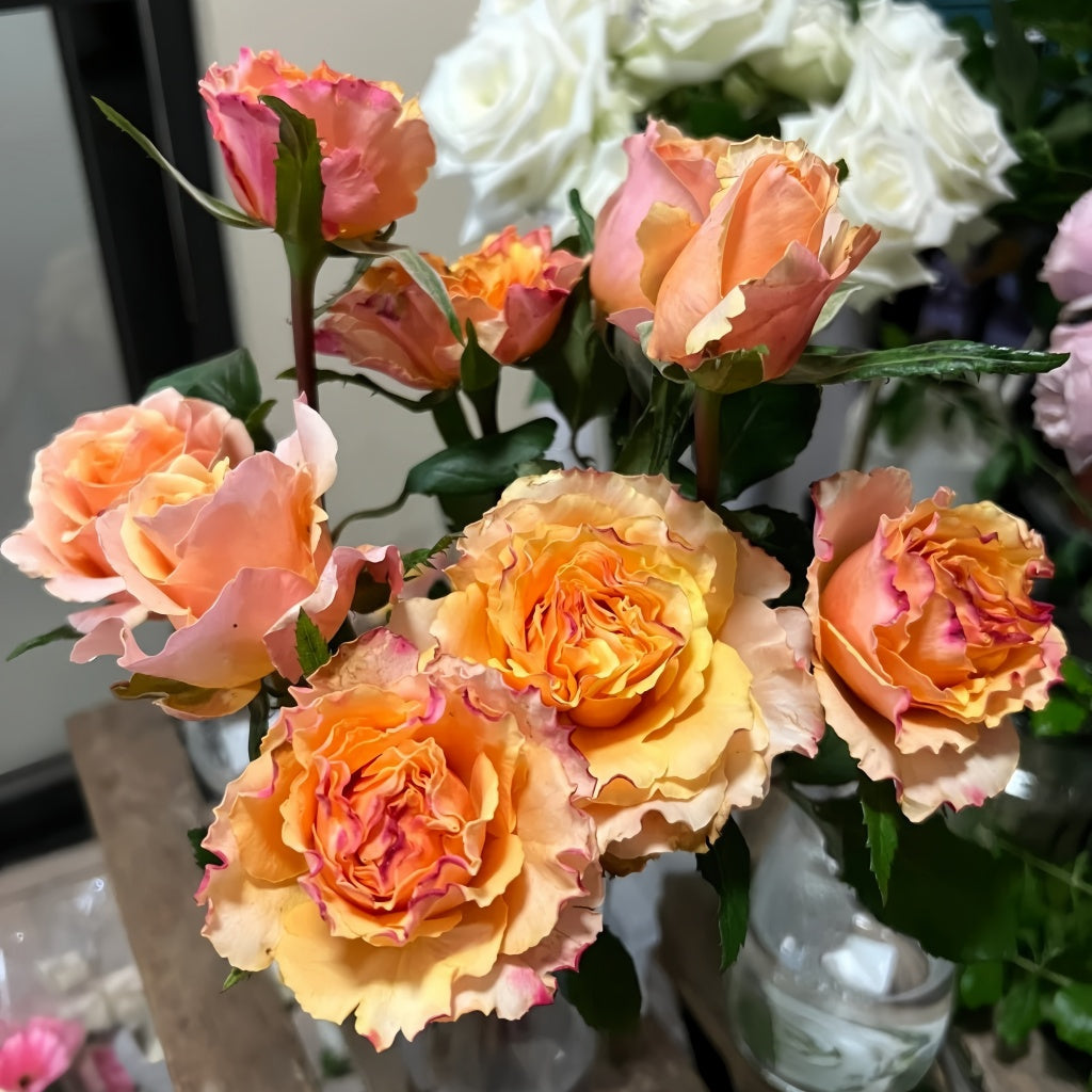 La Campanella Rose
