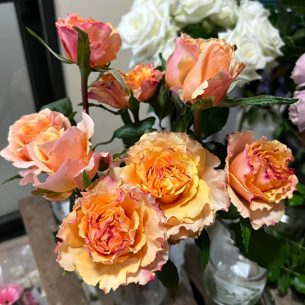 La Campanella Rose