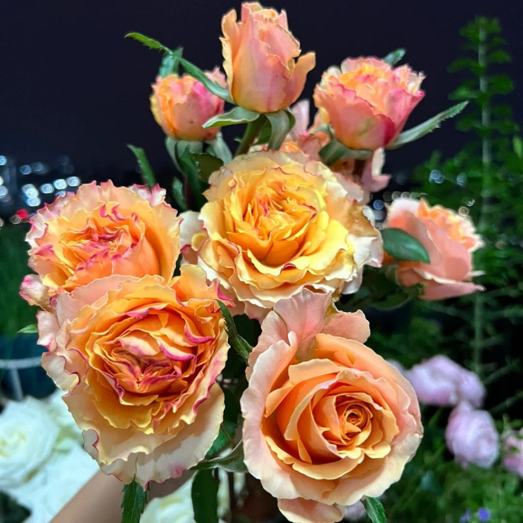 La Campanella Rose