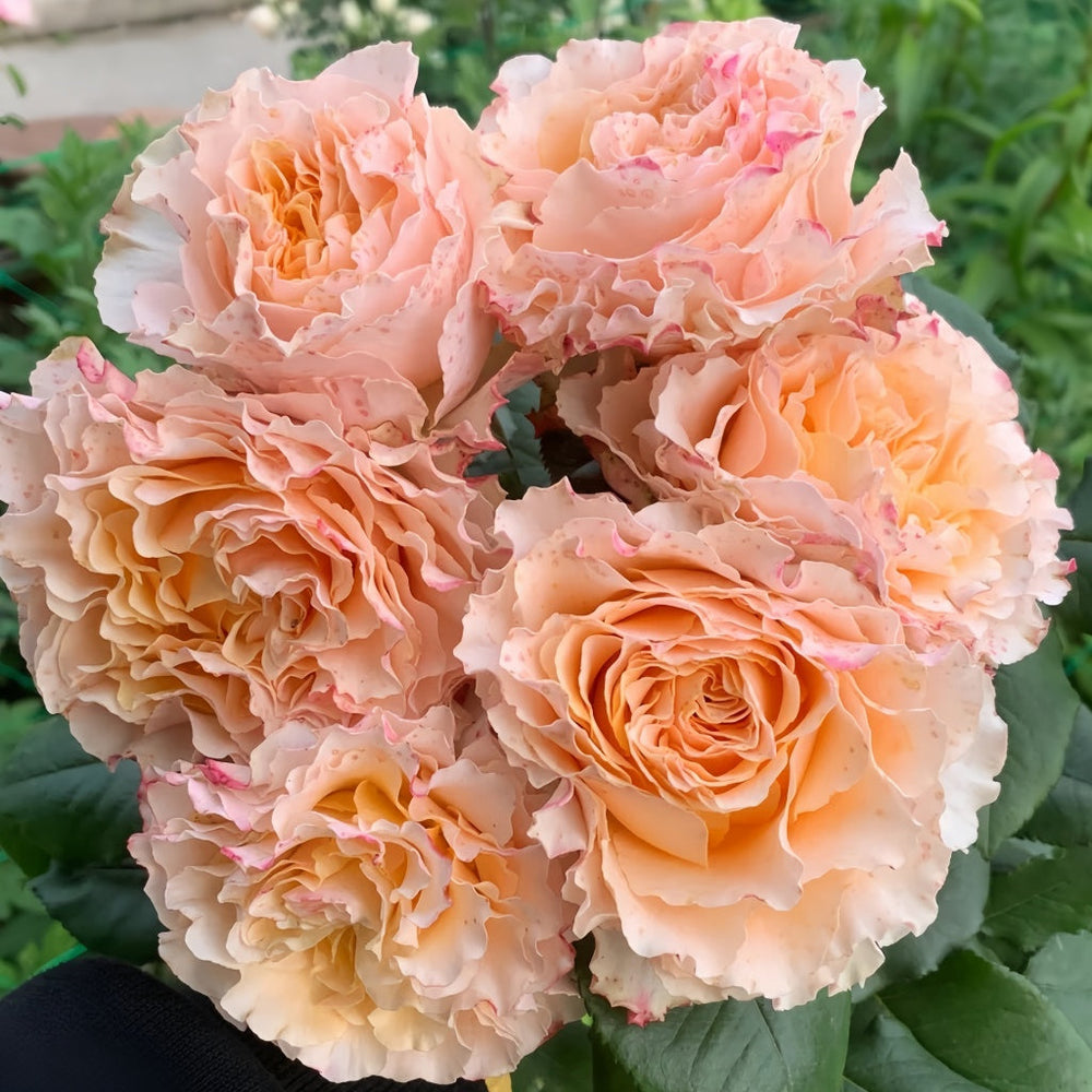 La Campanella Rose
