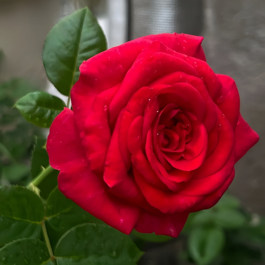 La Rose Monsieur Rose