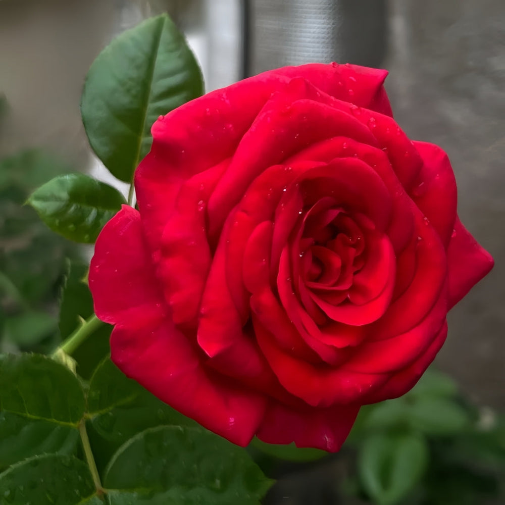 La Rose Monsieur Rose