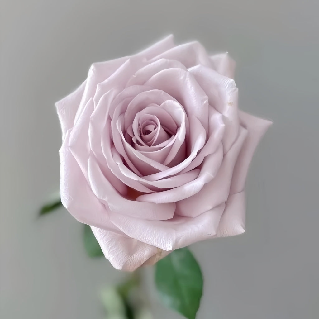 La Vida Loca Rose