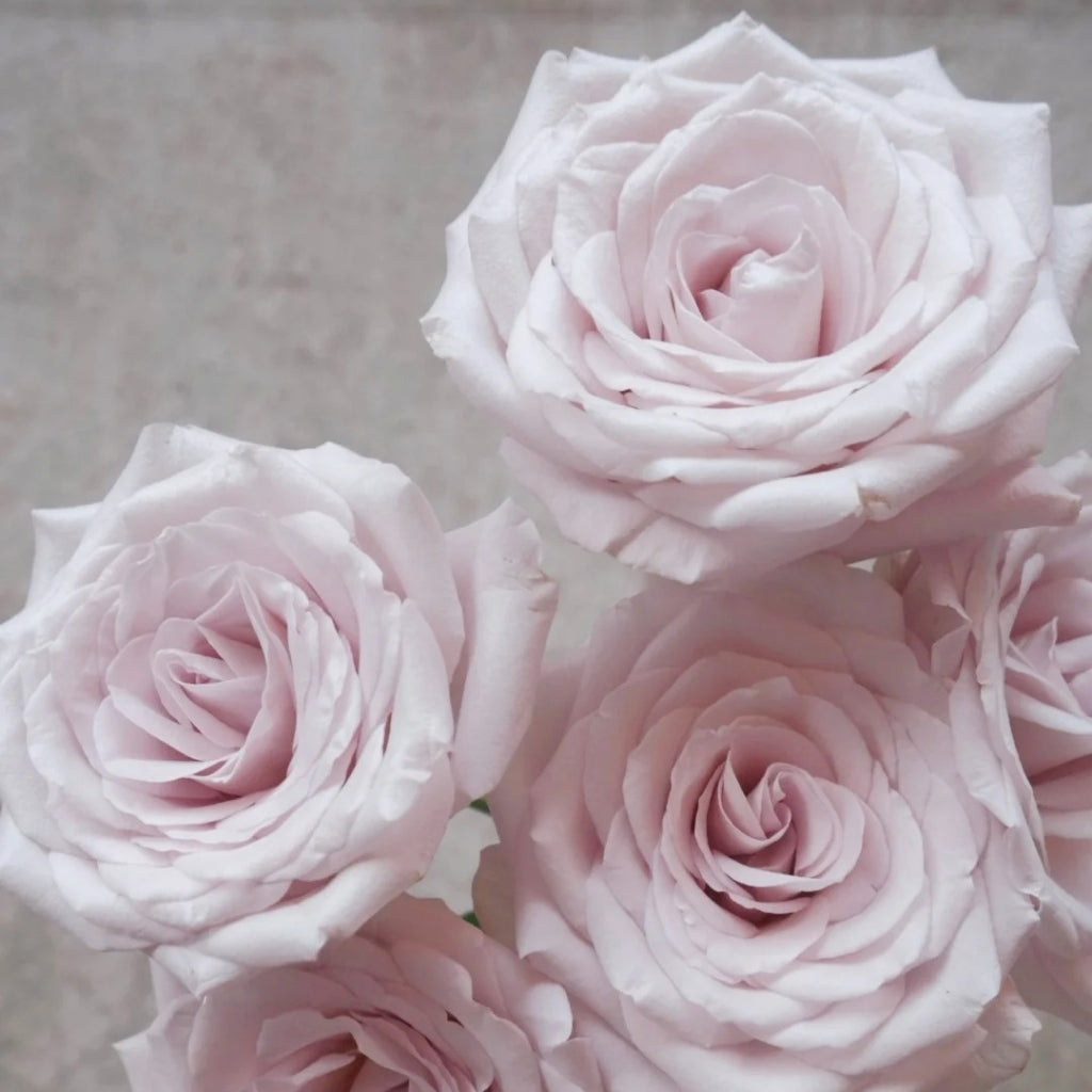 La Vida Loca Rose