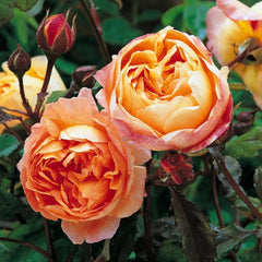 Lady Emma Hamilton Rose