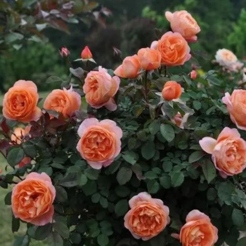 Lady Emma Hamilton Rose