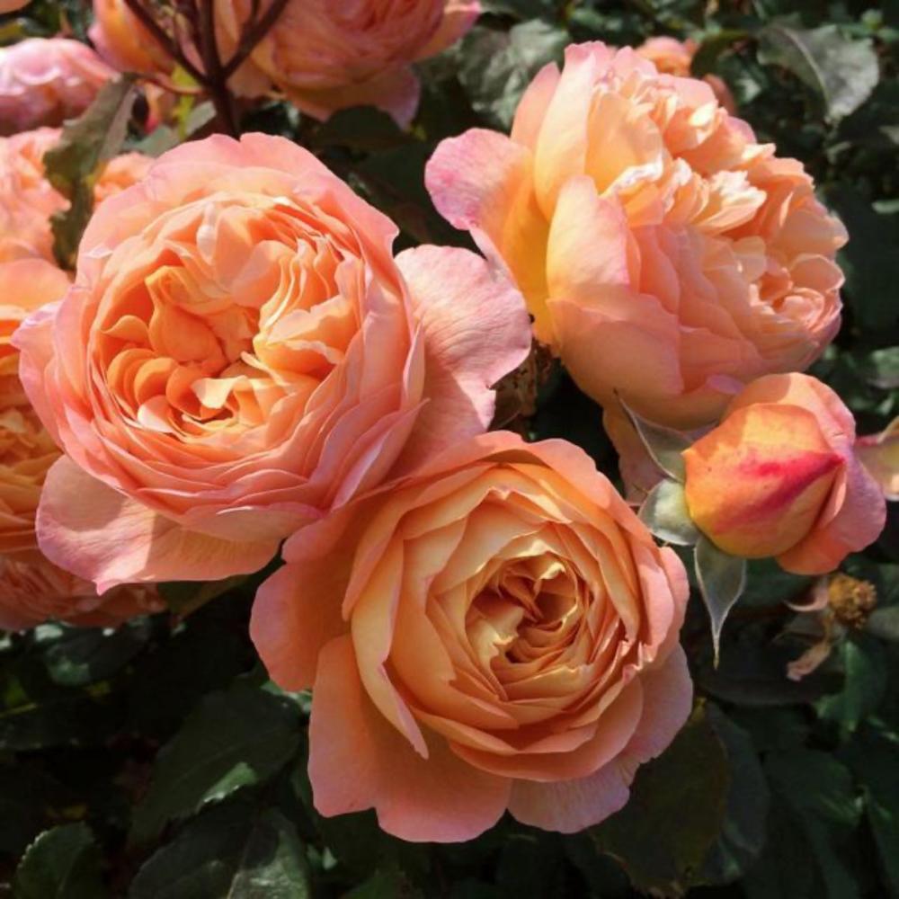Lady Emma Hamilton Rose