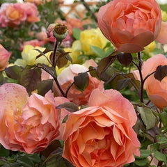 Lady Emma Hamilton Rose