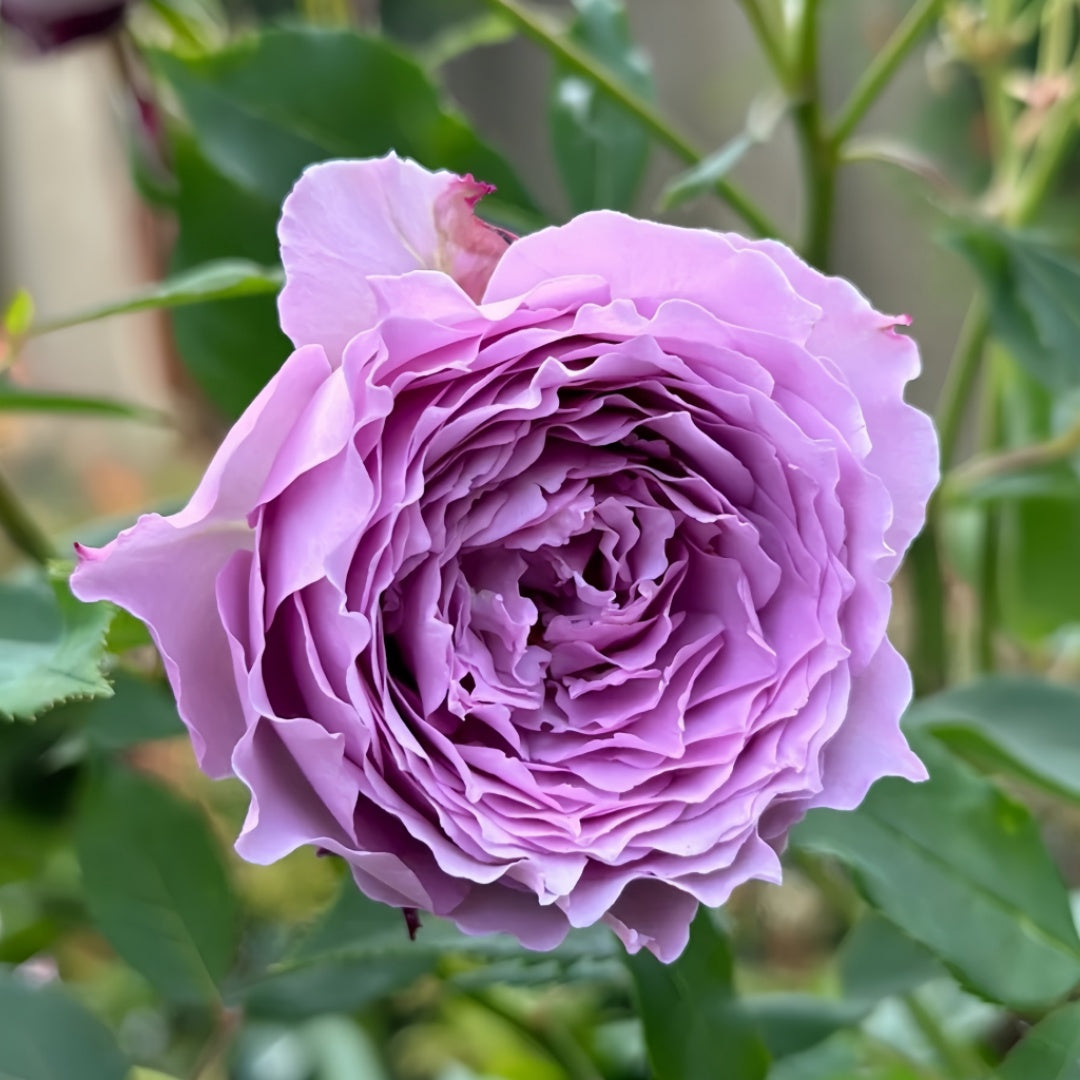Lansiqiu Rose