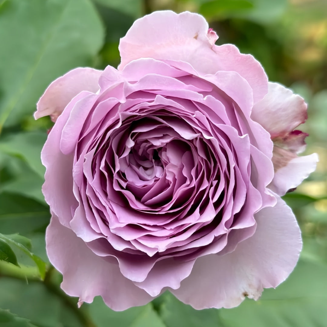Lansiqiu Rose