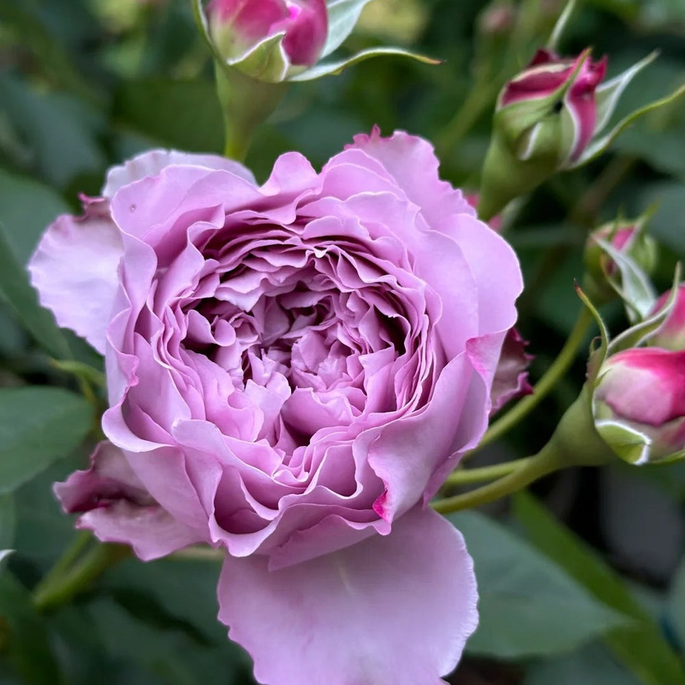 Lansiqiu Rose