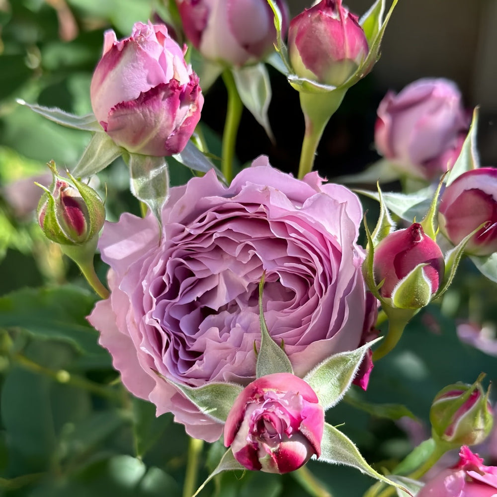 Lansiqiu Rose