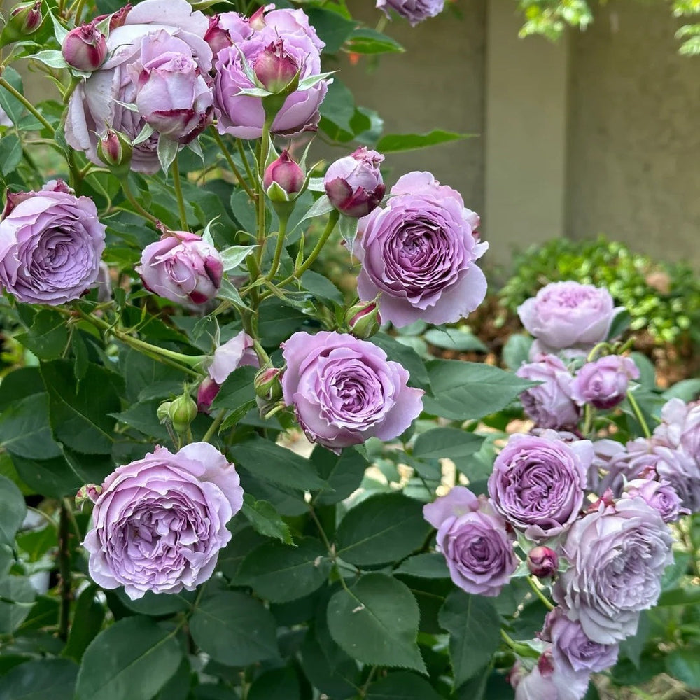 Lansiqiu Rose