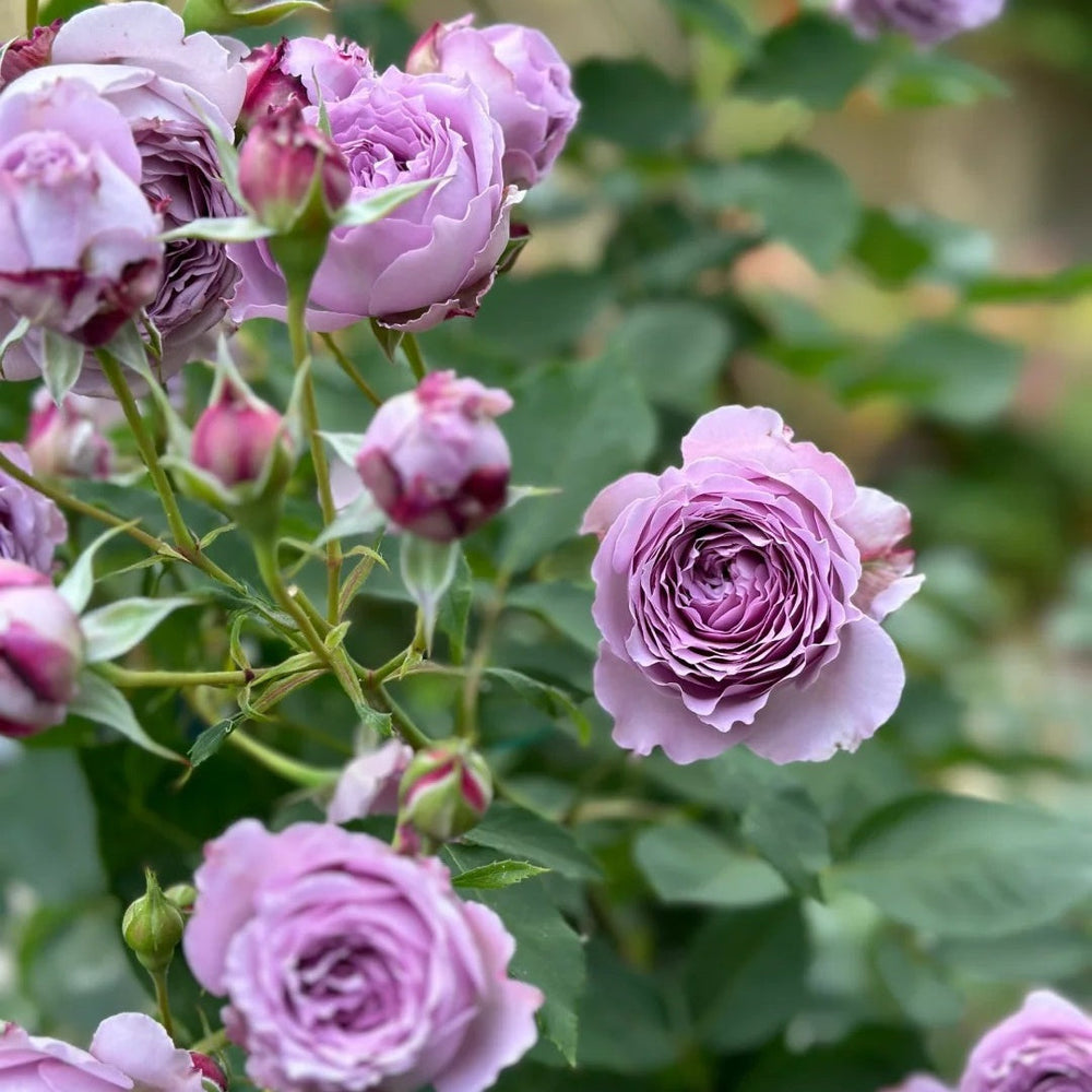 Lansiqiu Rose