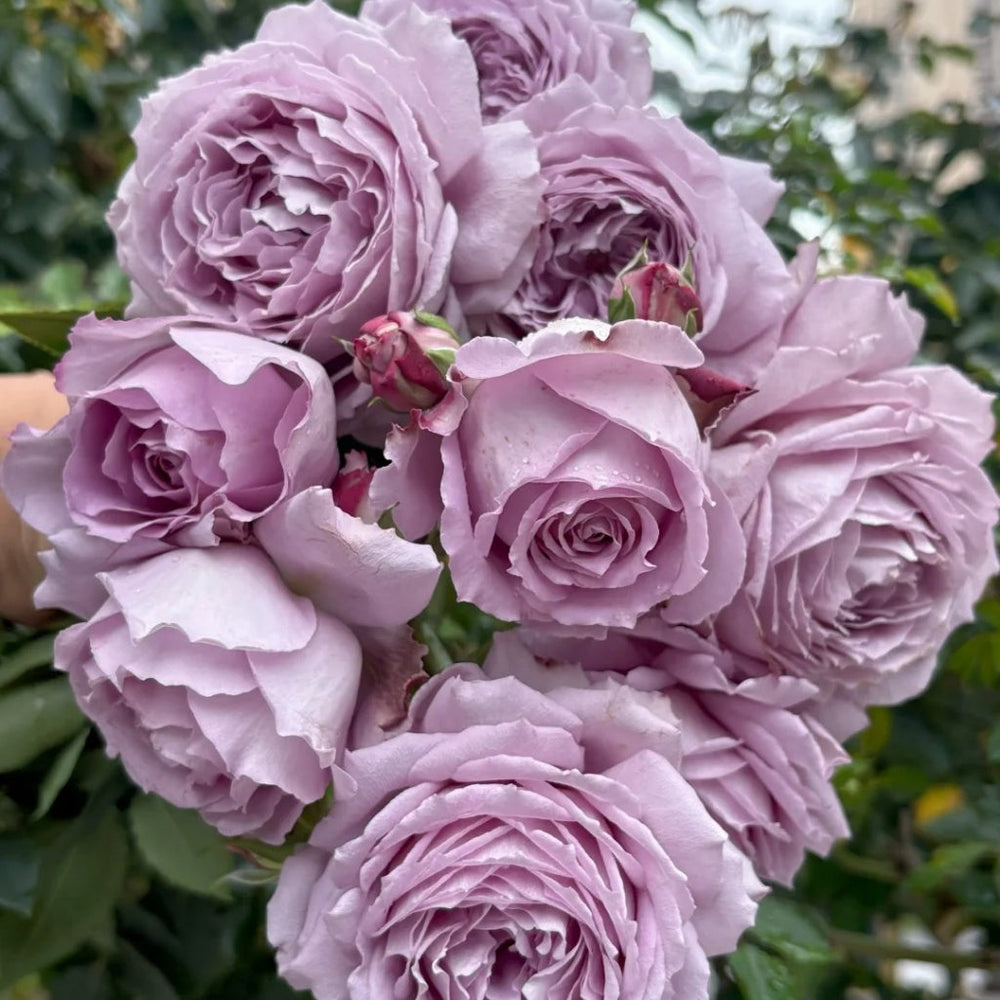 Lansiqiu Rose