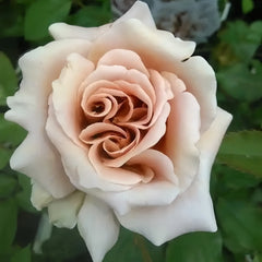 Latte Art Rose