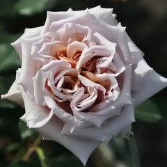 Latte Art Rose