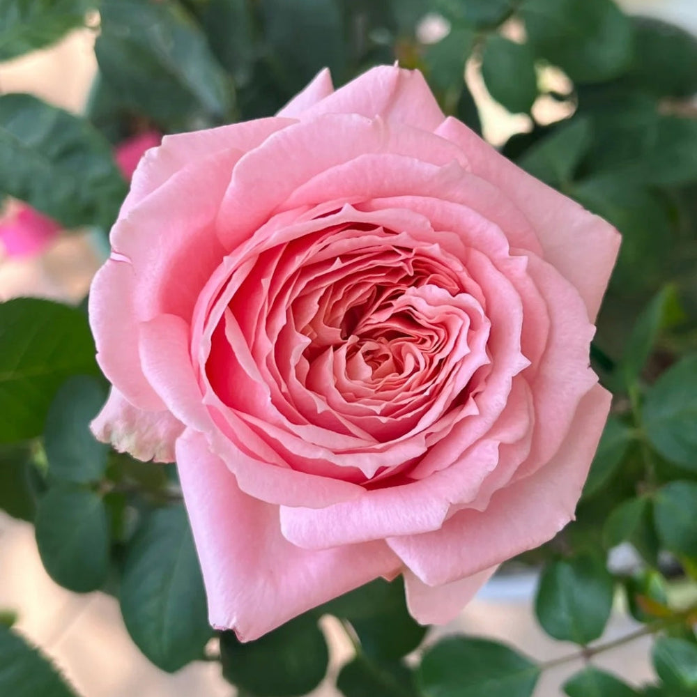 Laurent Cabrol Rose