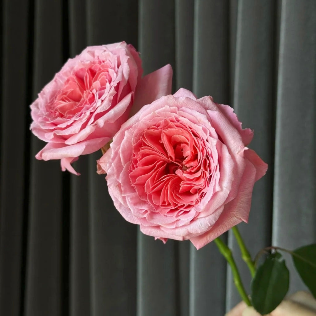 Laurent Cabrol Rose