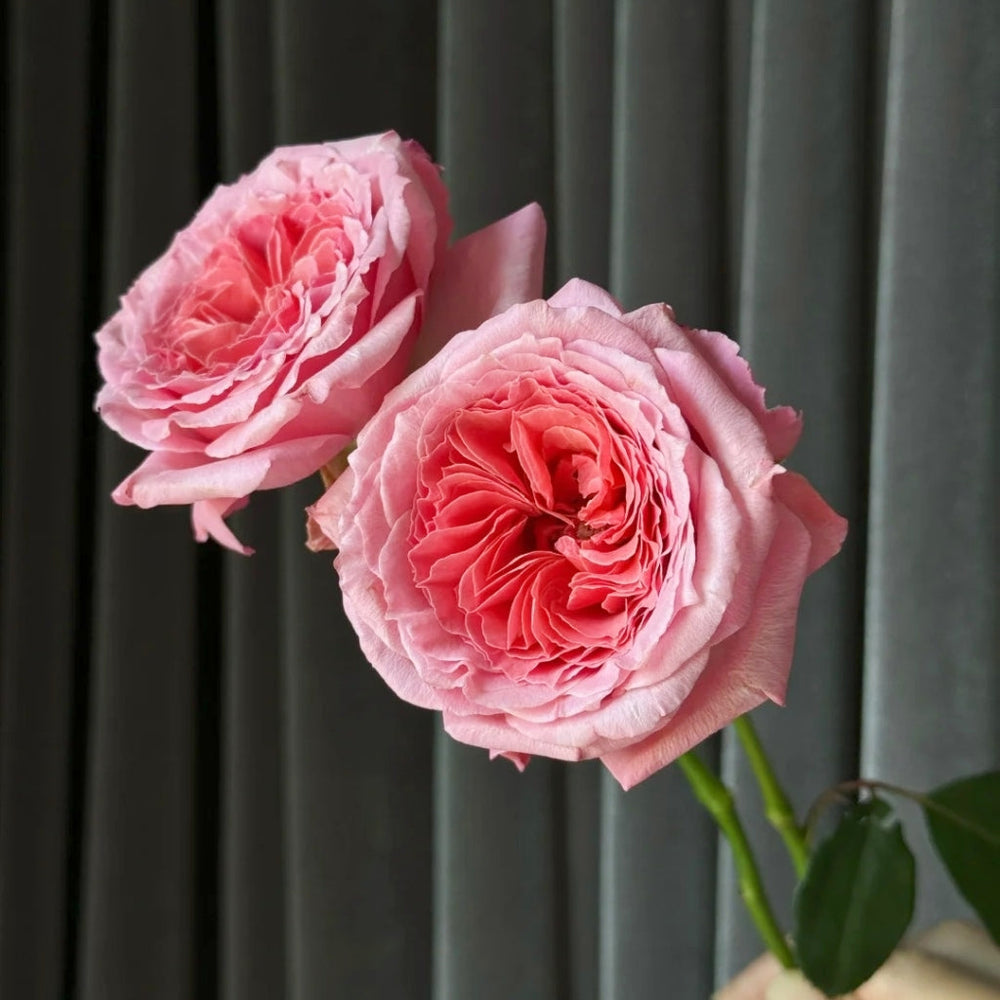 Laurent Cabrol Rose