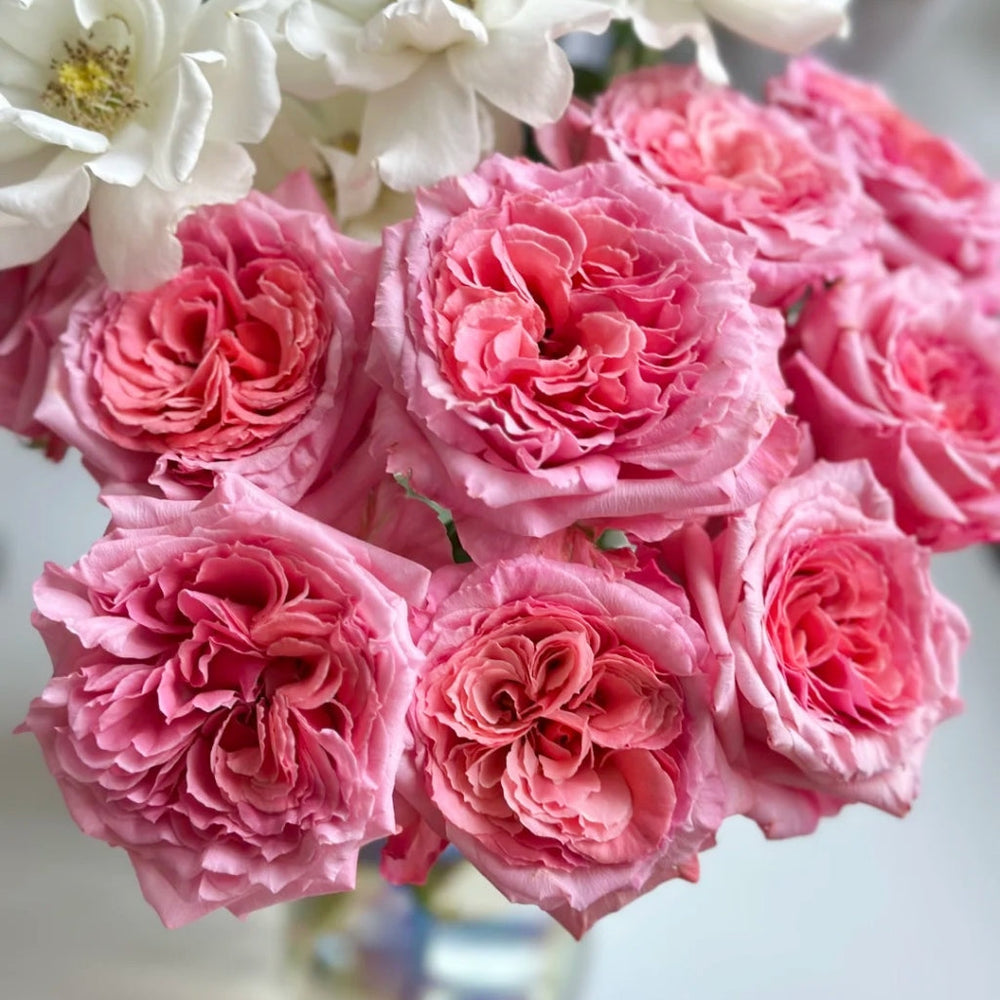 Laurent Cabrol Rose