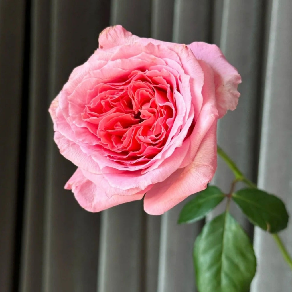 Laurent Cabrol Rose