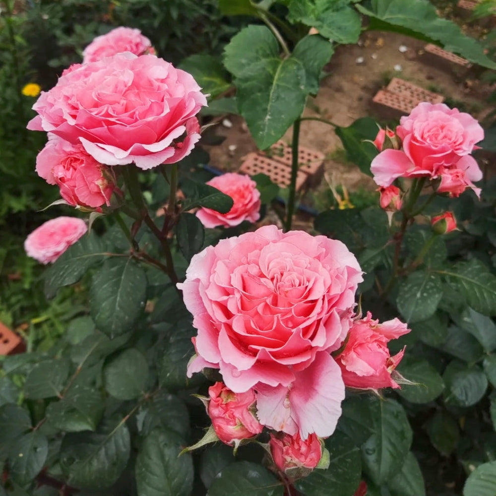 Laurent Cabrol Rose