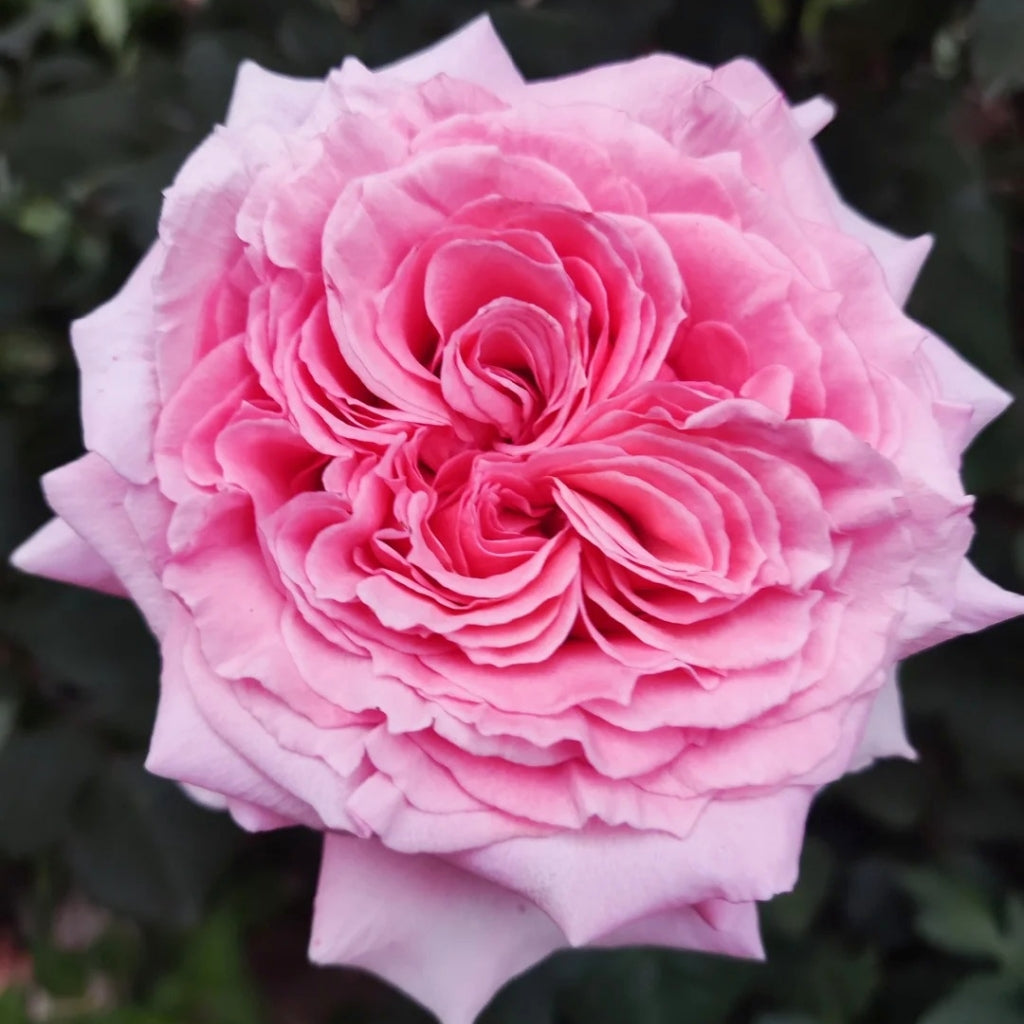 Laurent Cabrol Rose