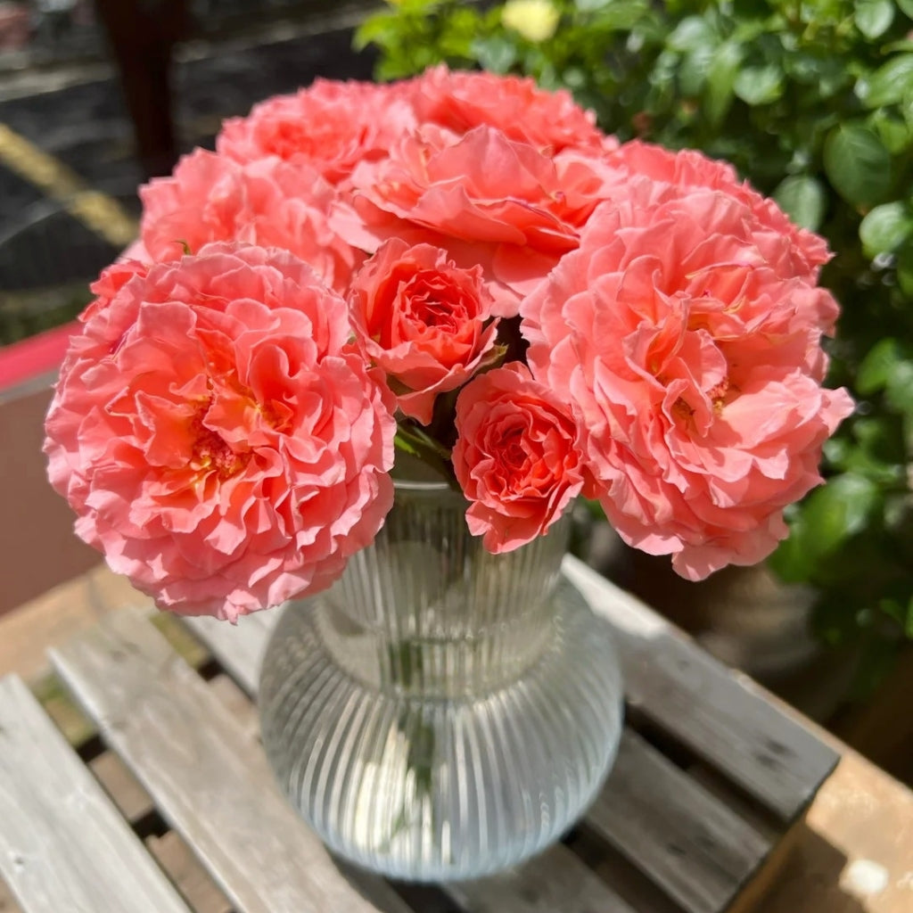 Laurent Cabrol Rose