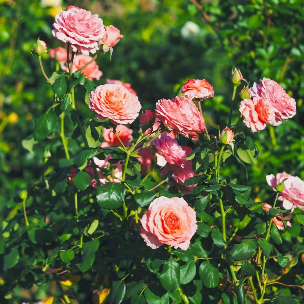 Laurent Cabrol Rose
