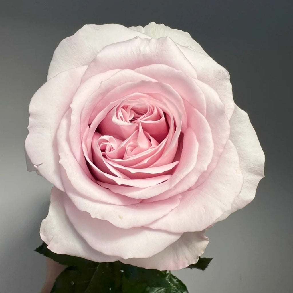 Laventine+ Rose