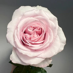 Laventine+ Rose