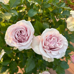 Laventine+ Rose