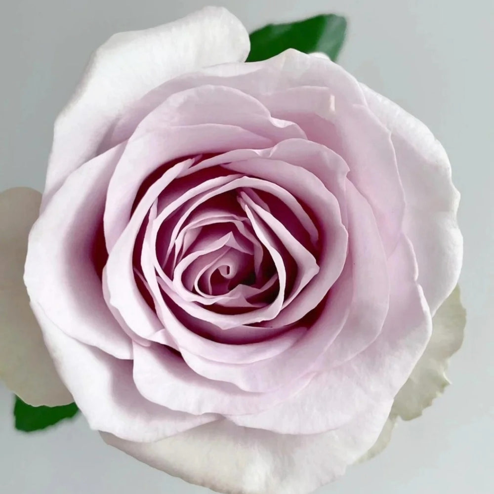 Laventine+ Rose