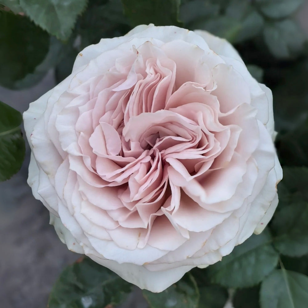 Laventine+ Rose