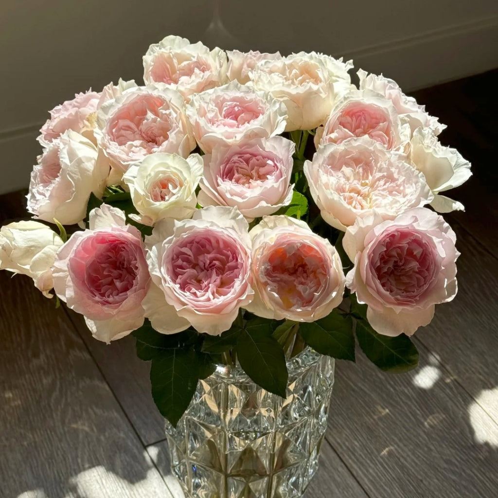 Le Rire Rose