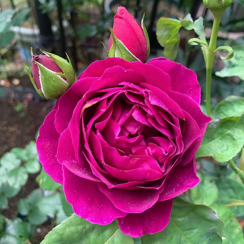 Le Temps Des Cerises Rose