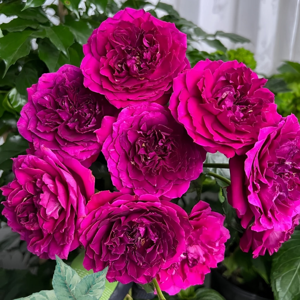 Le Temps Des Cerises Rose