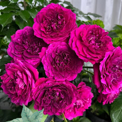 Le Temps Des Cerises Rose
