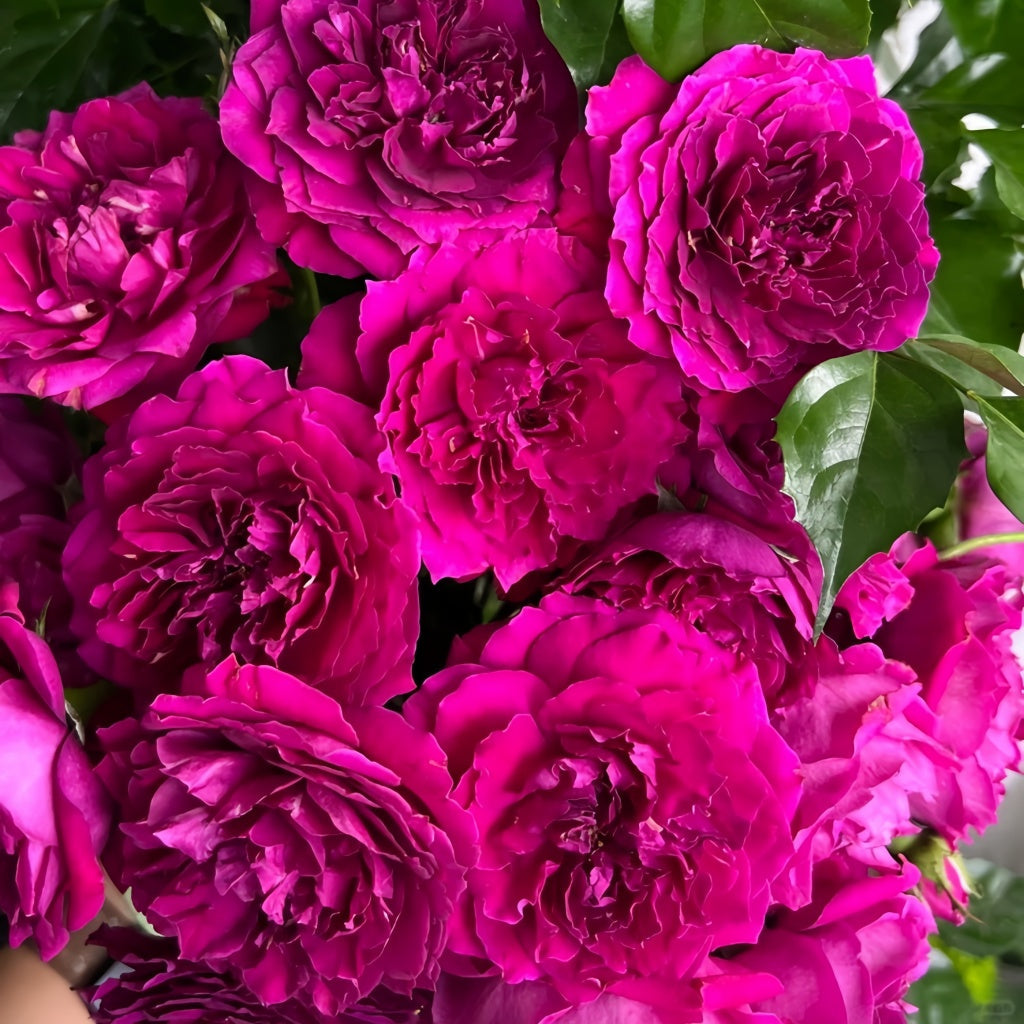 Le Temps Des Cerises Rose